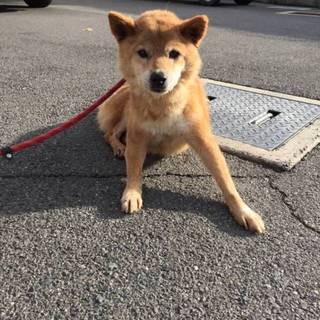 小さめ中型犬のくー助(仮名)