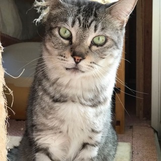 猫じゃらしが大好きな元気な男の子。