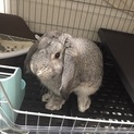 うさぎ（2歳）の里親募集してます（再募集）