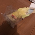 コザクラインコ色変わり 手乗り