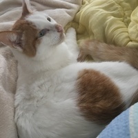バジル