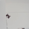 ひょっこり