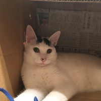 ハチ