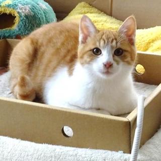 好奇心旺盛で元気！チャシロ系の子猫ちゃん