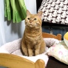 チャロタ
