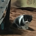 子猫里親募集