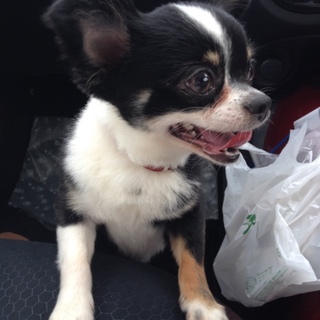 チワワ　ブラックタン