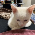 生後３カ月ぐらいで可愛い盛りです(^-^)