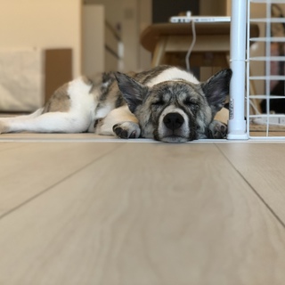 中型のmix犬です