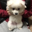 白いモフモフのミックスのこいぬちゃんです