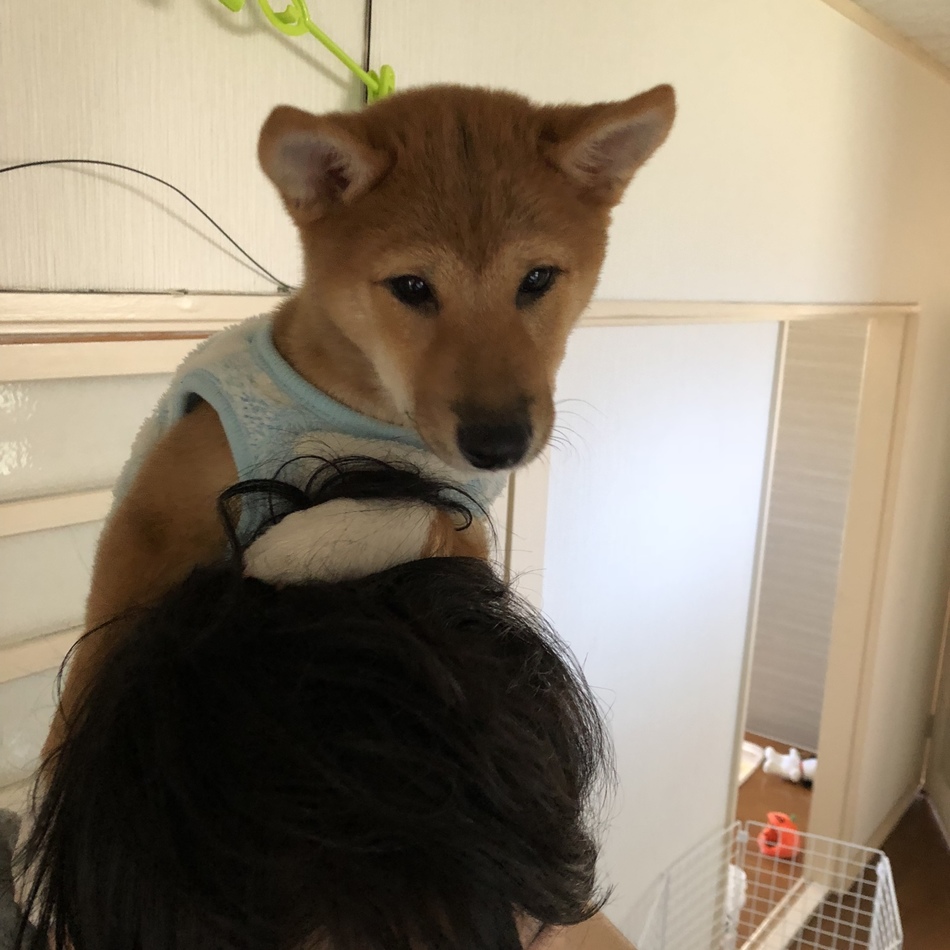 まめたのカバー写真