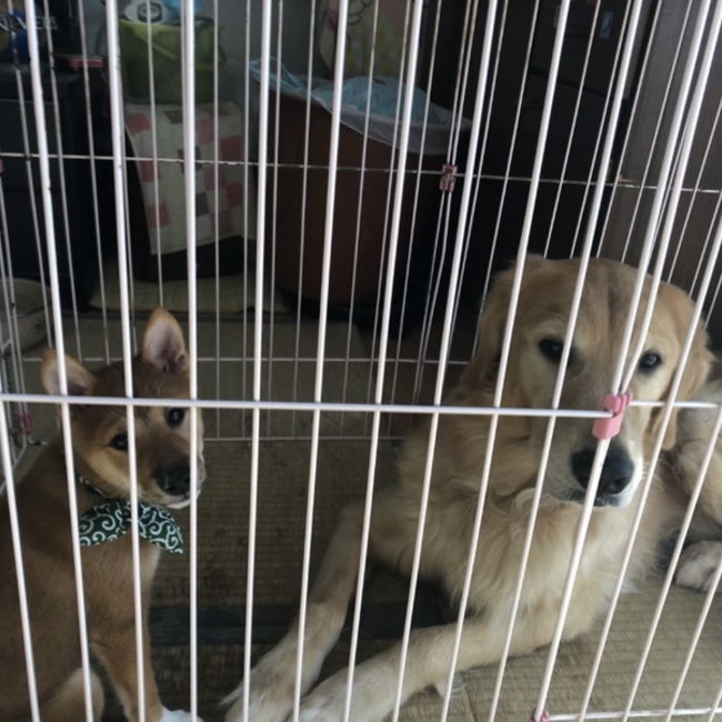 ハッピードリームのカバー写真