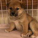 白ソックスがかわいいおとなしめのフラン