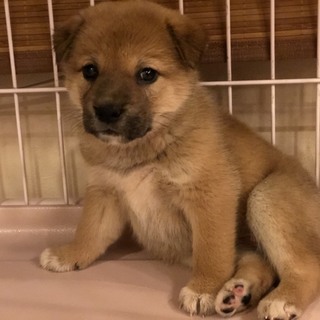 白ソックスがかわいいおとなしめのフラン