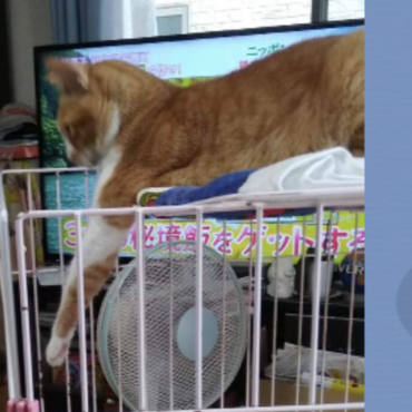 散歩に行かないでー