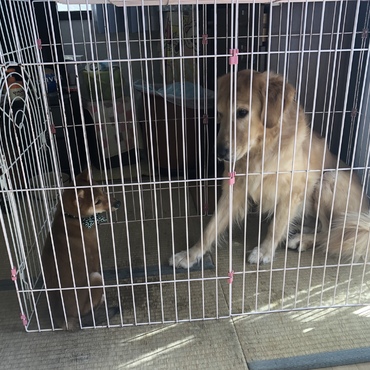 横になりたいんだワン