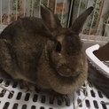 うさぎのさまよちゃん♀