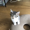 10月17日誕生日の仔猫です