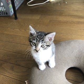 10月17日誕生日の仔猫です
