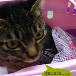 新しい保護猫 アベちゃん