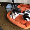 10月17日誕生日の仔猫です