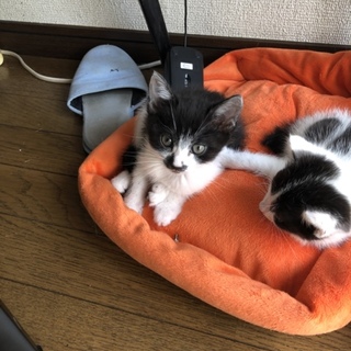 10月17日誕生日の仔猫です
