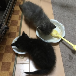 子猫もうすぐ2ケ月になります