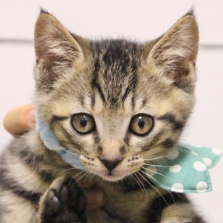 元気いっぱい、食いしん坊の男の子