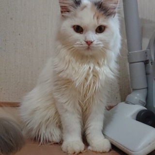 マンチカン♀足長ちゃんです