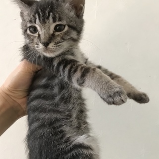 キジトラの男の子