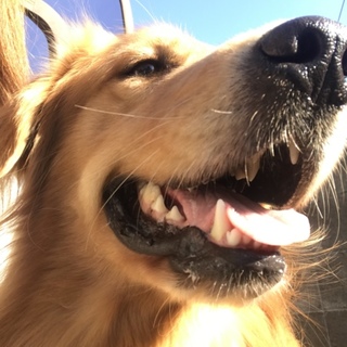 ゴールデン✴︎1歳✴︎男の子