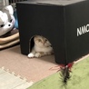 最近お気に入りのZOZOハウス♪笑