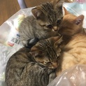 子猫達