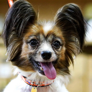 パピヨン６歳　ベルちゃん　繁殖引退犬