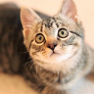 【募集停止】人馴れ抜群＆超甘えん坊のスリゴロにゃん