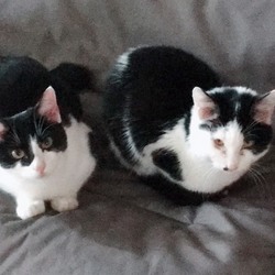 猫の森 ふれあい譲渡会