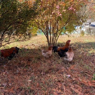 ペットの鶏　比内鶏　ペア　メス２匹　オス２匹