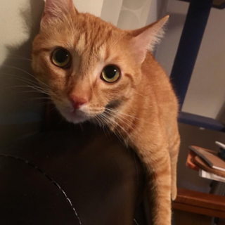 里親募集、茶トラ三歳やんちゃな男の子