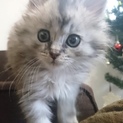 【3匹一緒に】おばあちゃんに可愛がられた美猫親子