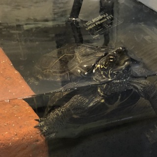 【甲長9cm】クサガメの里親さん募集してます。