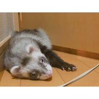 ぶぶ