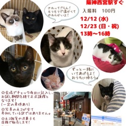 もふもふ西宮 保護猫の譲渡会を開催します！