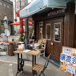 もふもふ西宮 保護猫の譲渡会を開催します！ サムネイル2