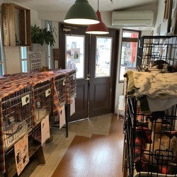 もふもふ西宮 保護猫の譲渡会を開催します！ サムネイル3