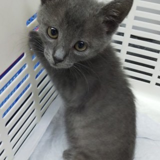 里親様決定しました。