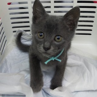 里親さま決定しました