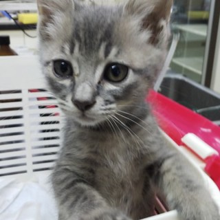 里親さんが決定しました！保健所子猫