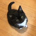 ☆黒白タキシード＆マスク柄白ソックスの子猫メス☆