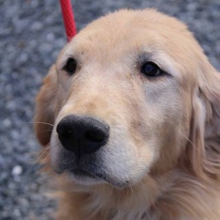 5才２か月の女の子　～繁殖犬引退～