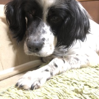 小さめのおとなしい甘えん坊なセッター★女の子